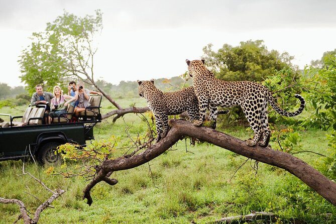 Half Day Safari at Yala National Park with Lunch - Practical Tips That Matter on Safari Days