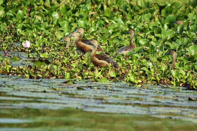 Half Day Tour to Muthurajawela, Lagoon, Dutch Canal and Mangroves - Dutch Canal: canal history you can see, not just read