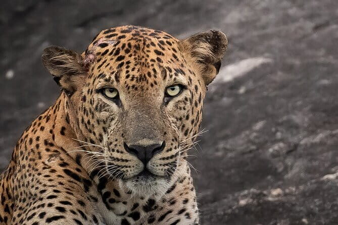 Half Day trip in Yala National Park - Key things that make this Yala half-day safari worth your time