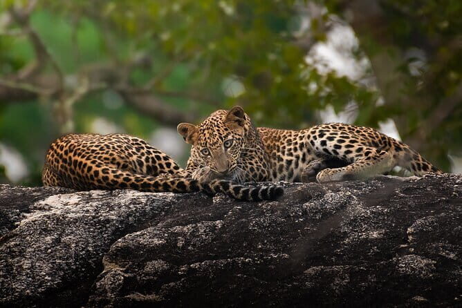 Half Day trip in Yala National Park - Why this Yala safari starts at 4:30am