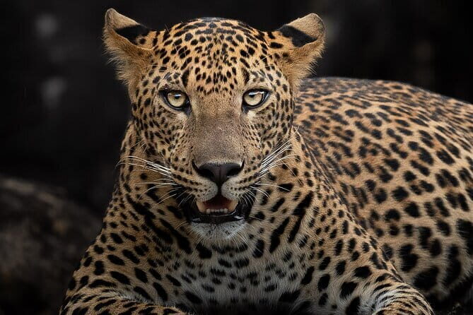 Half Day trip in Yala National Park - Breakfast snacks, water, and the small comforts that matter