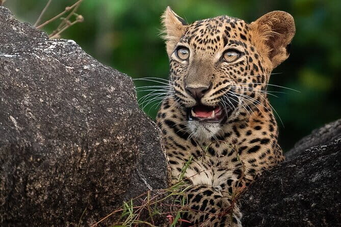 Half Day trip in Yala National Park - Leopard spotting is a driver skill, not a magic trick