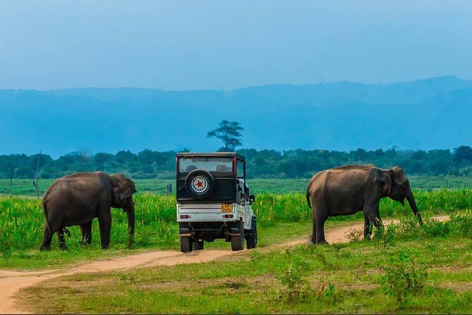 Half Day Udawalawe Safari (Entrance + Lunch) - Why this Udawalawe safari works so well from Galle