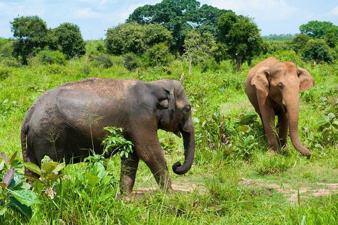 Half Day Udawalawe Safari (Entrance + Lunch) - Lunch included: a local meal without messing up the timeline