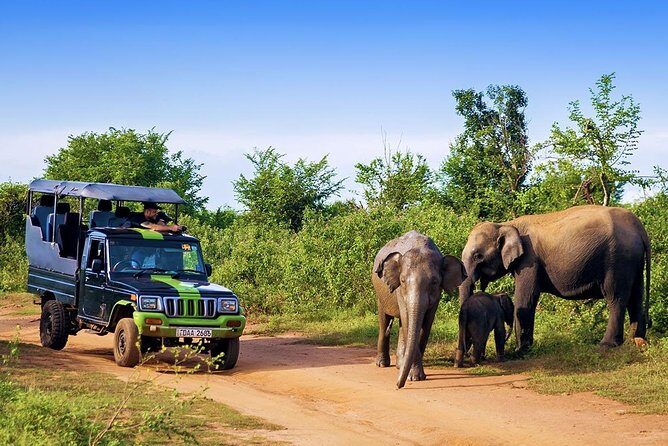 Half Day Udawalawe Safari (Entrance + Lunch) - Transfers and group setup: private attention without the coordination headache