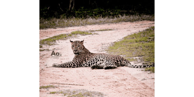 Half-Day Wild Safari in Yala National Park - Yala in Half a Day: Why This Works for Your Itinerary