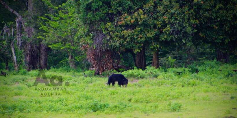 Half-Day Wild Safari in Yala National Park - Inside the 4x4: How the Game Drive Segment Is Set Up