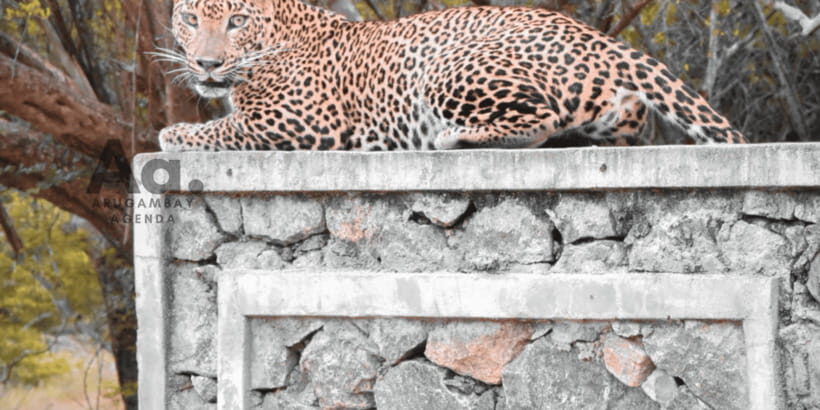 Half-Day Wild Safari in Yala National Park - What You’re Really Booking: Leopards, Elephants, and the Unexpected