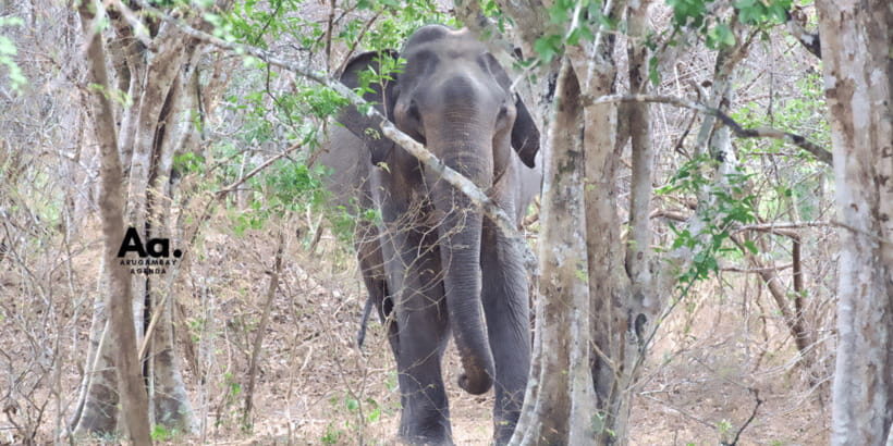 Half-Day Wild Safari in Yala National Park - The Rock Formations and Caves Stop: A Different Side of Yala