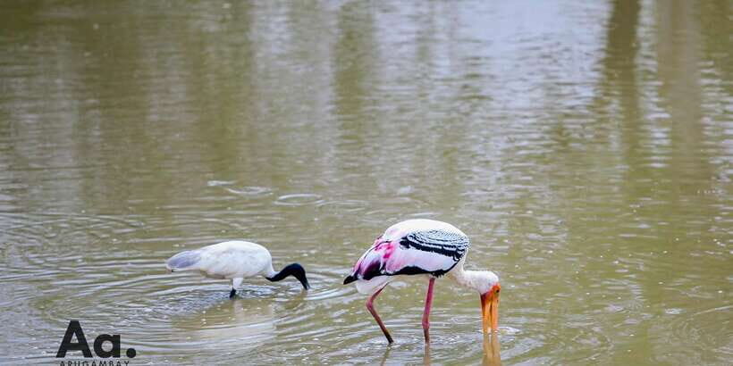 Half-Day Wild Safari in Yala National Park - King Coconuts: A Small Included Break That Helps You Stay Present