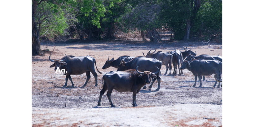 Half-Day Wild Safari in Yala National Park - Price and Value: What $112 Covers (and What It Doesn’t)
