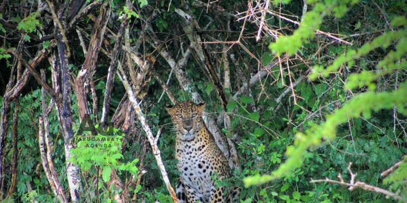 Half-Day Wild Safari in Yala National Park - Who This Safari Is Best For (and Who Should Skip)