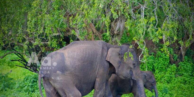 Half-Day Wild Safari in Yala National Park - Pickup, Timing, and the Ride-In Reality