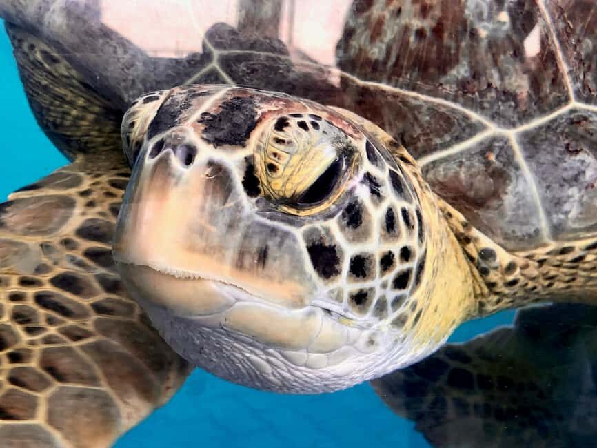 Hambantota Port: Galle Fort ,River Safari & Sea Turtle Visit - Key points to know before you go