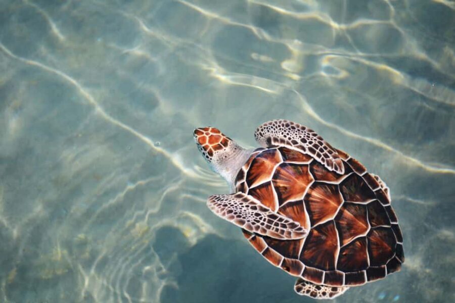 Hambantota Port: Galle Fort ,River Safari & Sea Turtle Visit - Hikkaduwa Beach photo stop: a coastal reset between big moments