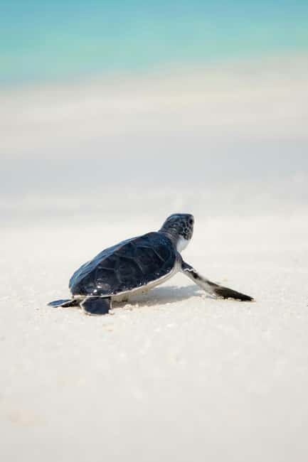 Hambantota Port: Galle Fort ,River Safari & Sea Turtle Visit - Who this tour suits best