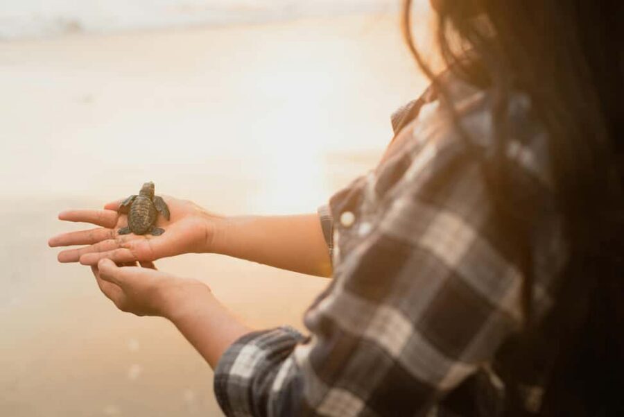 Hambantota Port: Galle Fort ,River Safari & Sea Turtle Visit - Sea turtles at Kosgoda plus a turtle beach stop