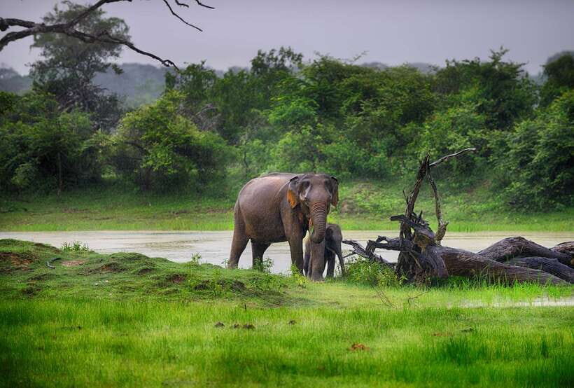 Hambantota Port: Udawalawe Safari Tour & Transit Home Visit - Elephant Transit Home: what you’re seeing and what it means