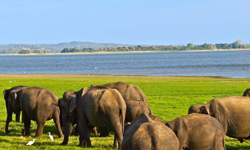Hambantota Port: Udawalawe Safari Tour & Transit Home Visit - Price and the real cost: is $51 good value?