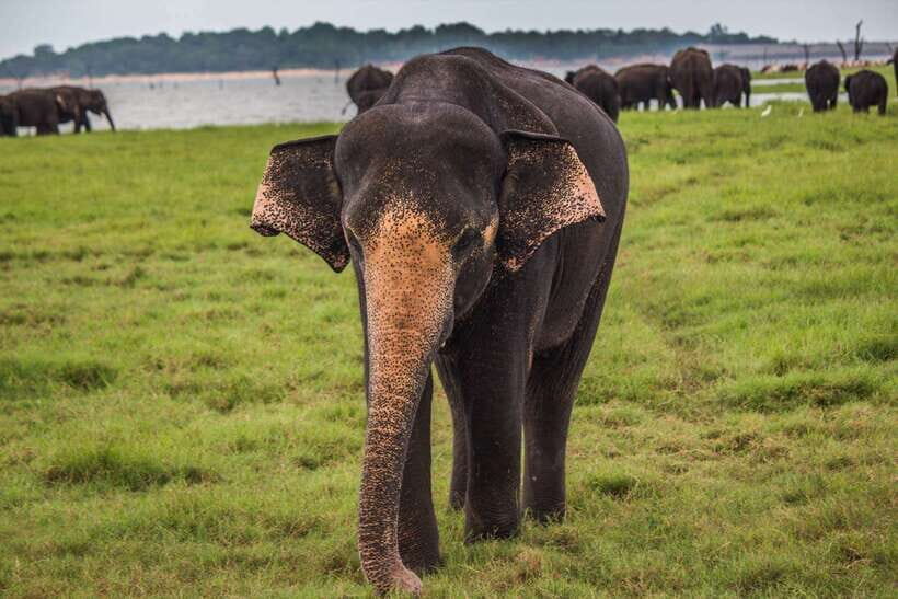 Hambantota Port: Udawalawe Safari Tour & Transit Home Visit - The driver/guide experience: what to look for on the ground