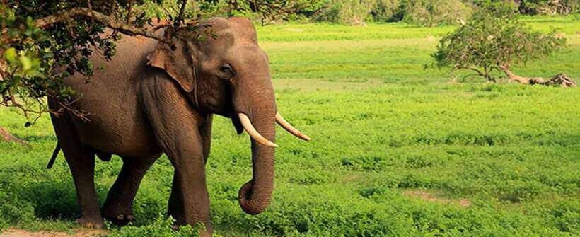 Hambantota Port: Udawalawe Safari Tour & Transit Home Visit - What to bring and how to time your day in Hambantota
