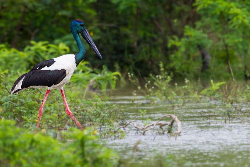 Hambantota Port: Yala National Park Safari (Shore Excursion) - Who should book this Yala safari from Hambantota Port