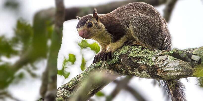 Hambantota: Yala National Park Wildlife Safari in a 4x4 - Animals to Expect (and What to Watch For When You See Them)