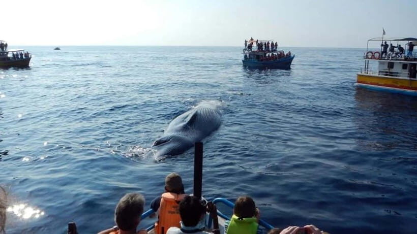 Hikkaduwa/Galle/Ahangama: Whale Watching Tour in Mirissa - Key Things to Know Before You Go