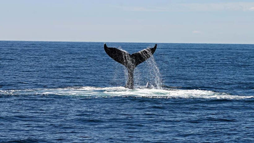 Hikkaduwa/Galle/Ahangama: Whale Watching Tour in Mirissa - Mirissa Whale Watching With a Handy South Coast Pickup