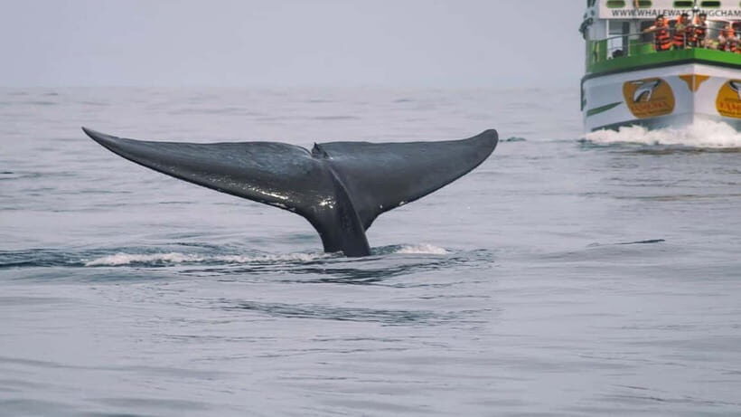 Hikkaduwa/Galle/Ahangama: Whale Watching Tour in Mirissa - Respectful, Eco-Friendly Viewing Rules That Keep Things Real
