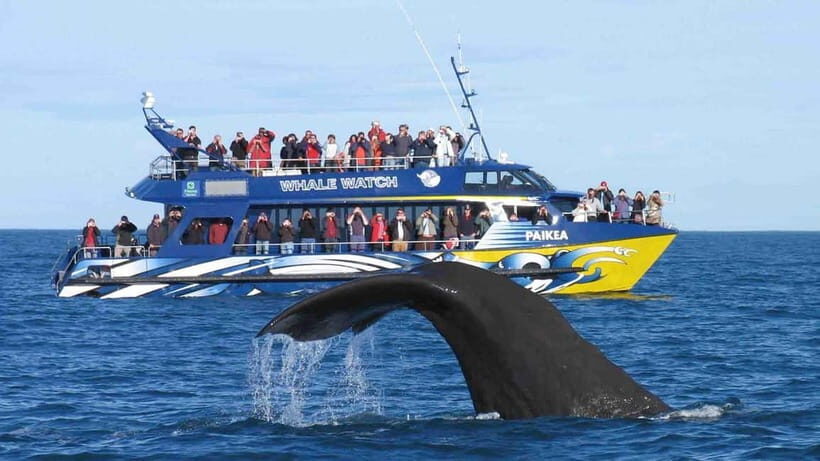 Hikkaduwa/Galle/Ahangama: Whale Watching Tour in Mirissa - Practical Tips: What to Bring for Sun, Photos, and Comfort