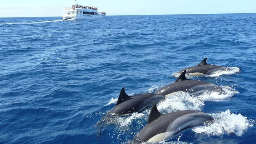 Hikkaduwa/Galle/Ahangama: Whale Watching Tour in Mirissa - Early Morning Boat Time: Safety Gear and a Crew You Can Hear