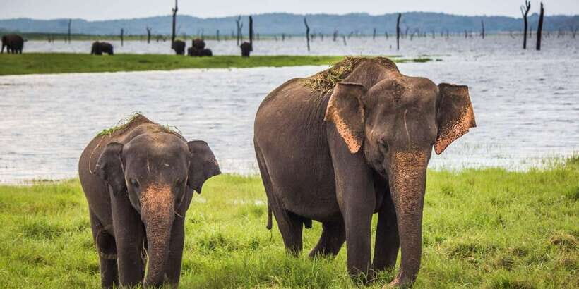 Hikkaduwa/Galle/Unawatuna/Mirissa: Udawalawa Safari - Udawalawe Safari in One Glance: What You’re Actually Buying