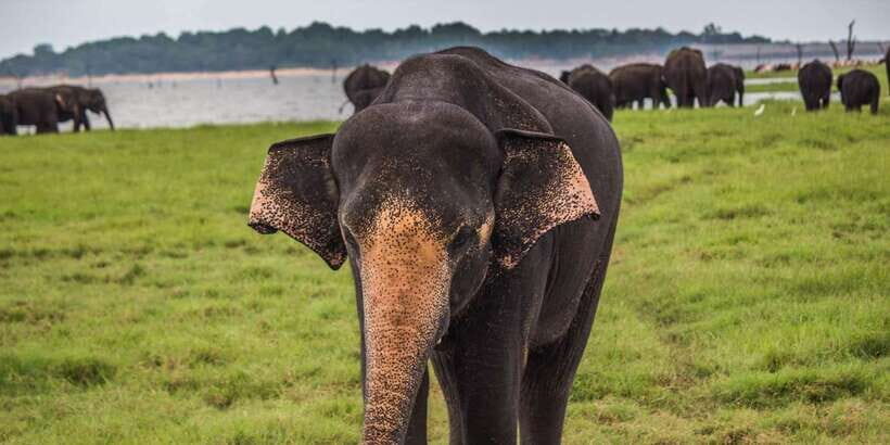 Hikkaduwa/Galle/Unawatuna/Mirissa: Udawalawa Safari - Practical Tips: How to Get More From Your Safari Day