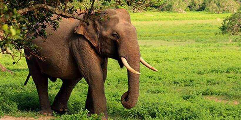 Hikkaduwa/Galle/Unawatuna/Mirissa: Udawalawa Safari - Who This Tour Fits Best (and Who Might Want Something Else)
