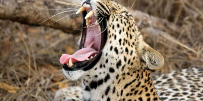 Hikkaduwa/Galle/Weligama/Mirissa: Yala National Park Safari - The Jeep safari: 3 hours in Yala with real wildlife time