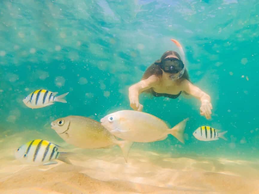 Hikkaduwa Snorkeling Tour: 2 Hours of Underwater Adventure - What you’ll see underwater: coral, tropical fish, and possible turtles
