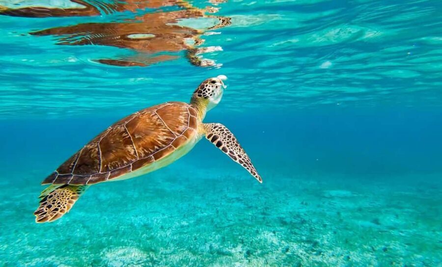Hikkaduwa Snorkeling Tour: 2 Hours of Underwater Adventure - Who this Hikkaduwa snorkeling tour is best for