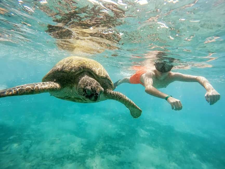 Hikkaduwa Snorkeling Tour: 2 Hours of Underwater Adventure - Should you book this Hikkaduwa snorkeling tour?
