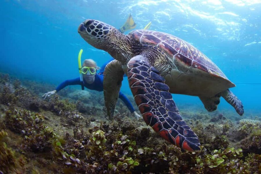Hikkaduwa Snorkeling Tour: 2 Hours of Underwater Adventure - The 2-hour flow: pickup, briefing, and your reef time window