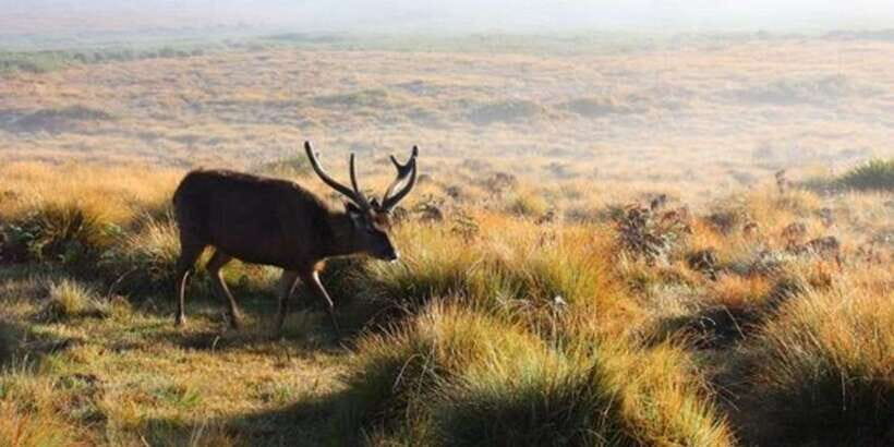Horton plains: Discover real essence of central highland - Sunrise timing makes Horton Plains feel like a different world