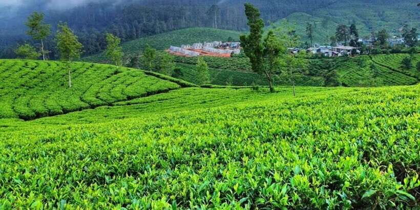 Horton plains: Discover real essence of central highland - Tea country lessons: breakfast fuel, vegetable farming, and Seetha Amman