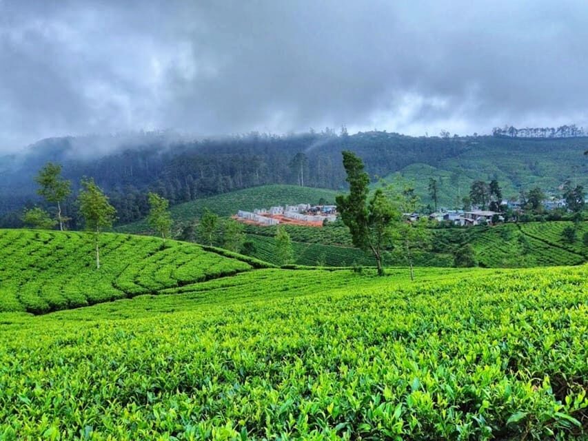 Horton plains: Discover real essence of central highland - Reliability check: what can go wrong with early-morning tours
