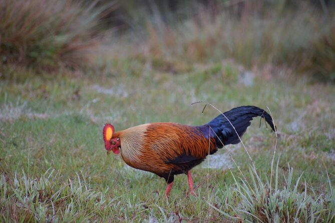 Horton Plains National Park Entrance Ticket with Guide - Wildlife and birdlife: what to watch for on the trail