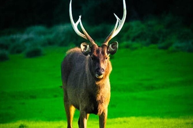 Horton Plains-World's End Tour From Nuwaraeliya - What you actually get for $42: value check, with realistic extras