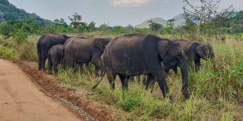 Hurulu Eco Park: 3-Hour Morning or Evening Safari - Key things to know before you go on Hurulu Eco Park Safari