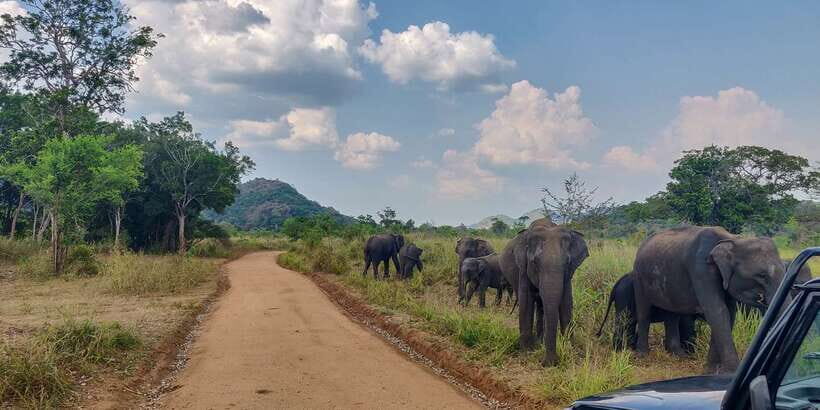 Hurulu Eco Park: 3-Hour Morning or Evening Safari - Stop 1 and the run-up: arriving at the gate and setting expectations