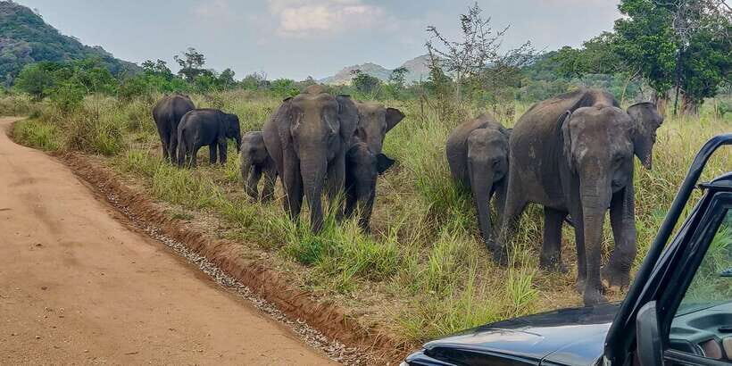Hurulu Eco Park: 3-Hour Morning or Evening Safari - The heart of the safari: Hurulu Forest Reserve wildlife viewing