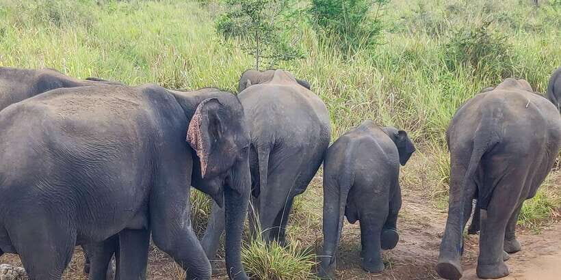 Hurulu Eco Park: 3-Hour Morning or Evening Safari - Wildlife odds: elephants first, then the small surprises