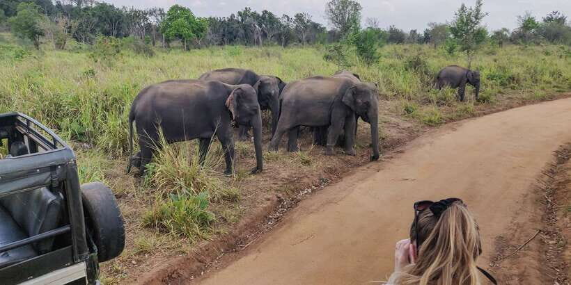 Hurulu Eco Park: 3-Hour Morning or Evening Safari - Morning vs evening: which should you pick?